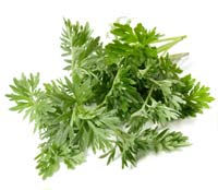 Wermut Kraut Wermut