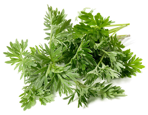 Wermut Kraut Artemisia Absinthium Wermutkraut