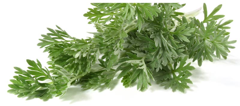 Wermut Kraut Wermutkraut